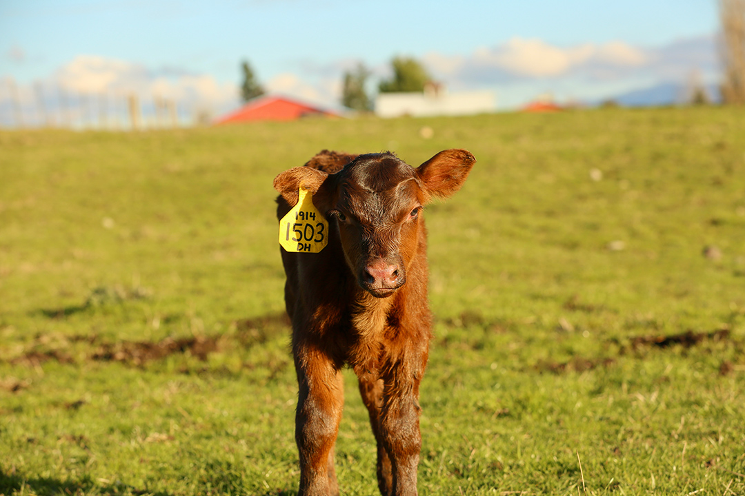 Red Angus calf born at Rocking Bar H Ranch in 2021