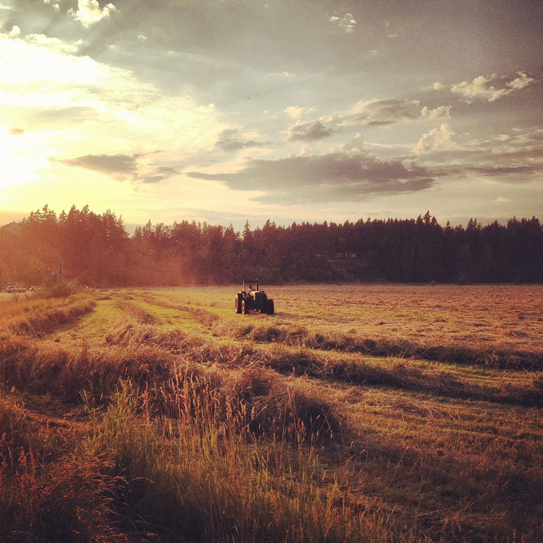 Haying in field at sunset