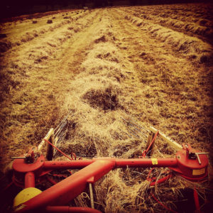 Hay rake view from tractor