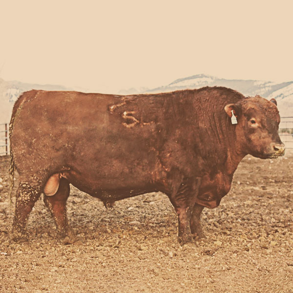 Rocking Bar H Reference Sire - 1627789 Bourne