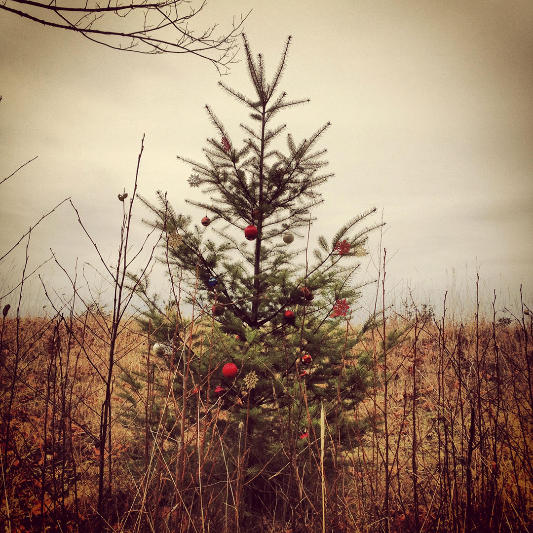 Douglas Fir in a field with Christmas tree ornaments