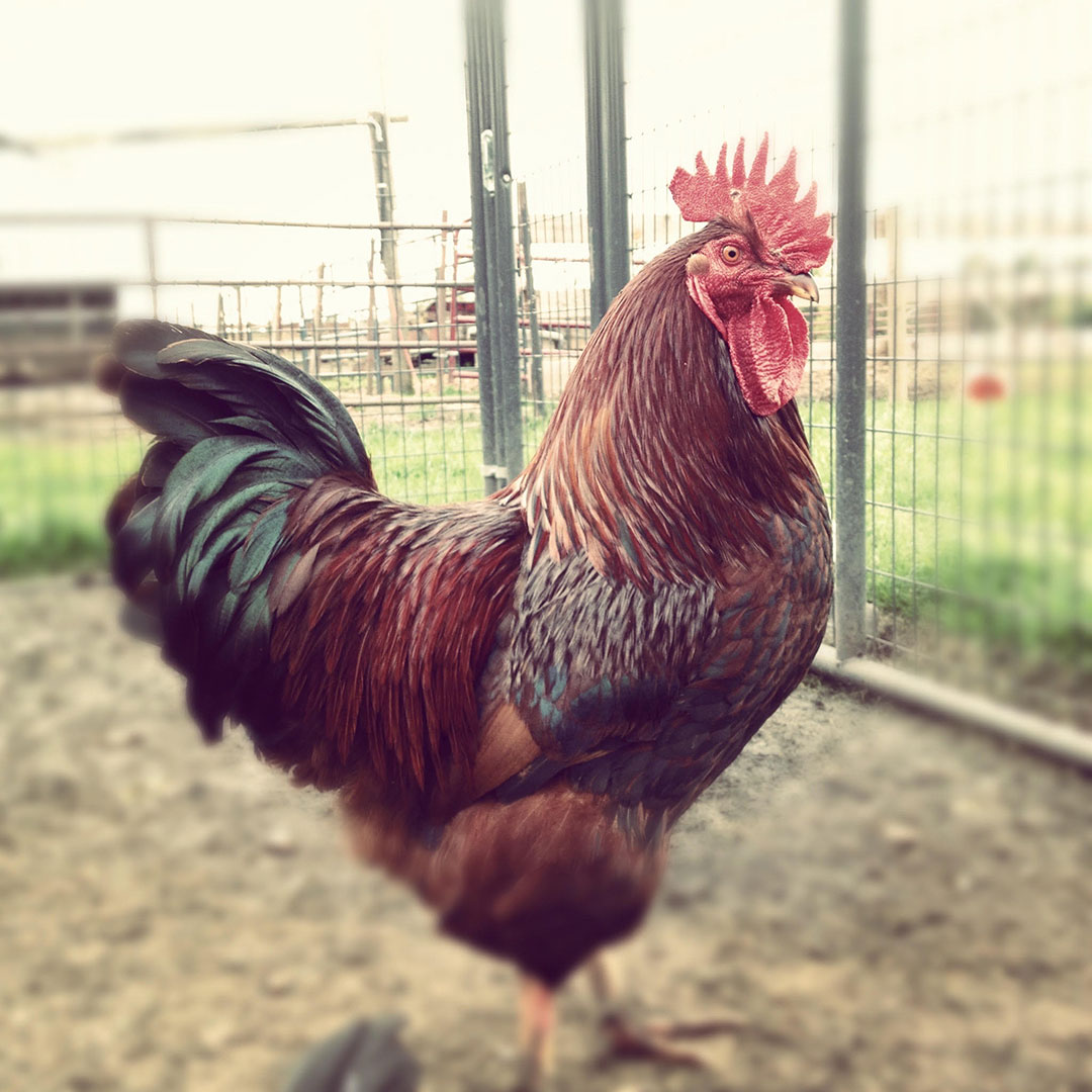 Earnie, the Rhode Island Red Rooster