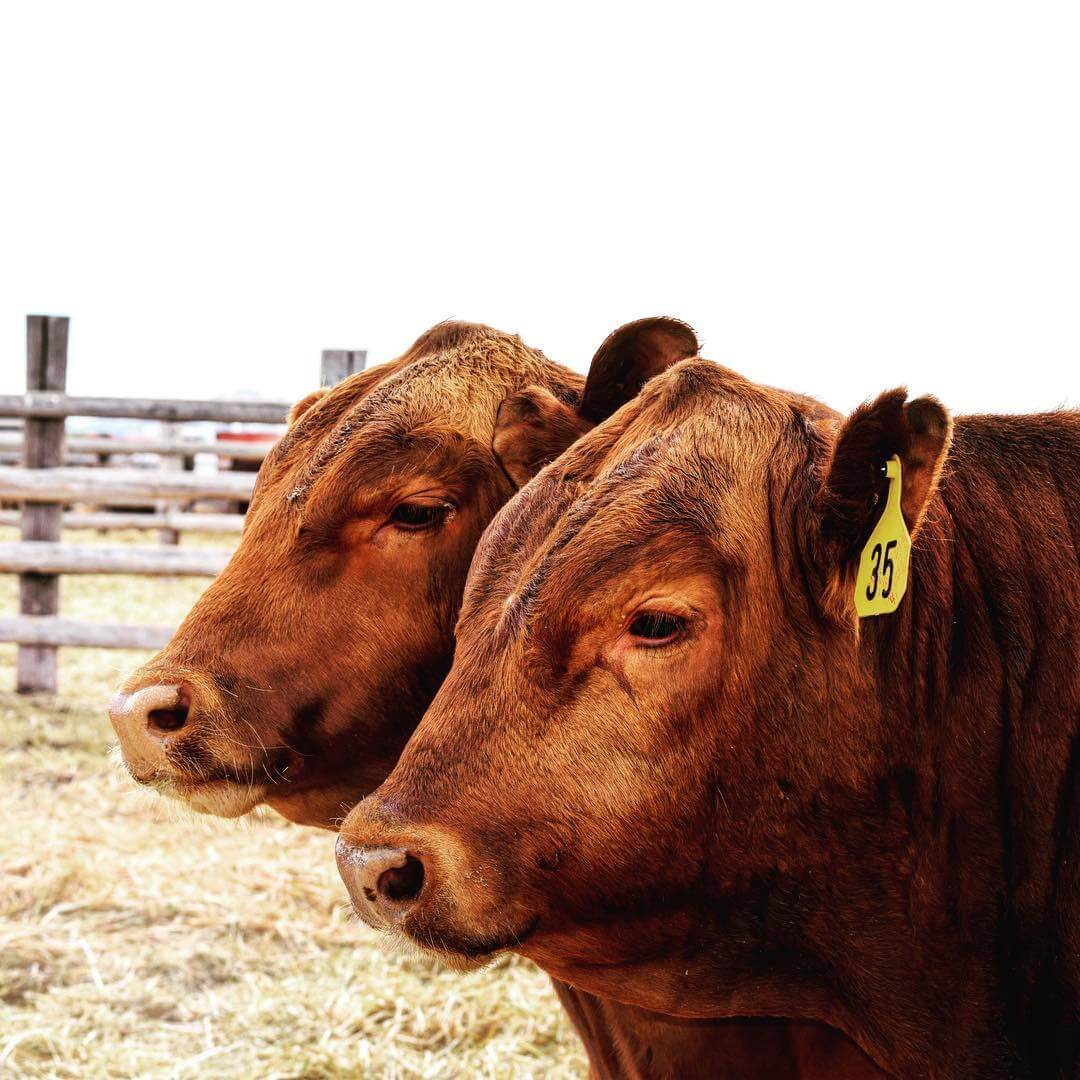 two red angus cattle