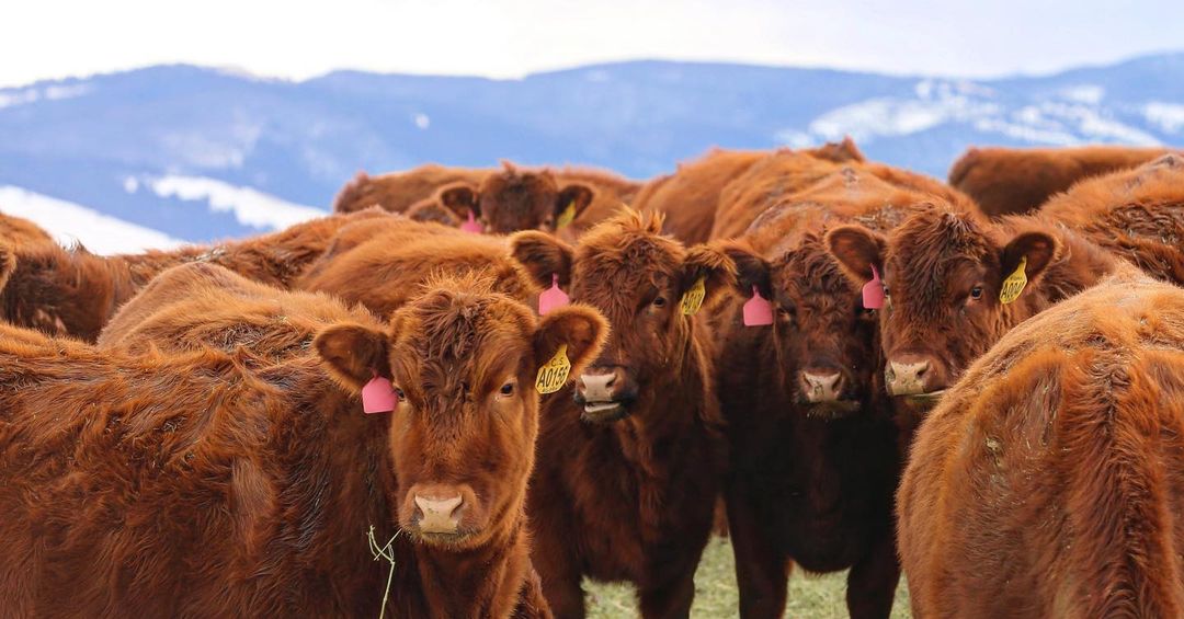 red angus cattle in field