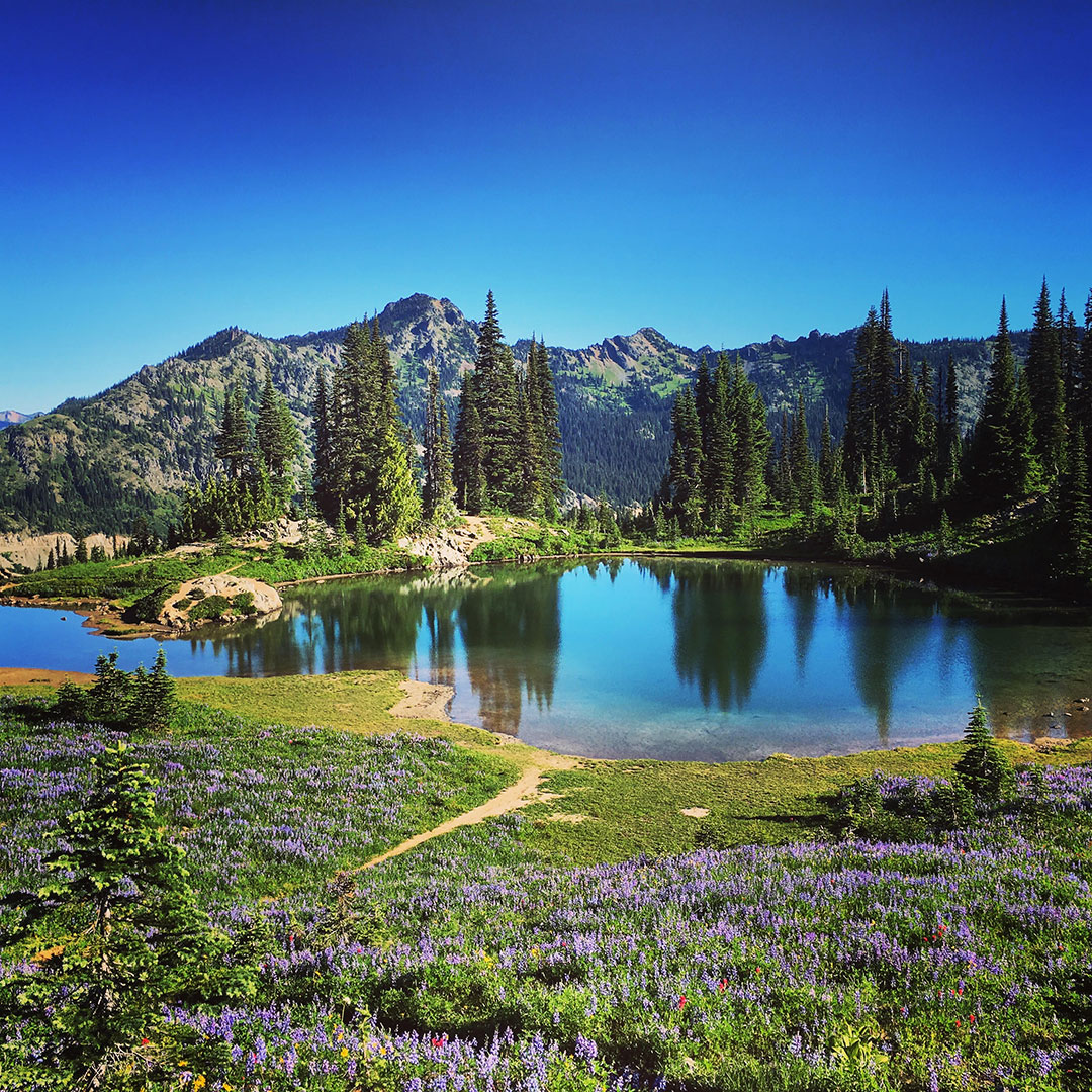 Mountain lake with wild flowers